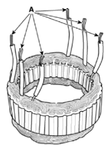 G15556050